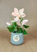 The Potted Succulents (Grey Base) - IT1223